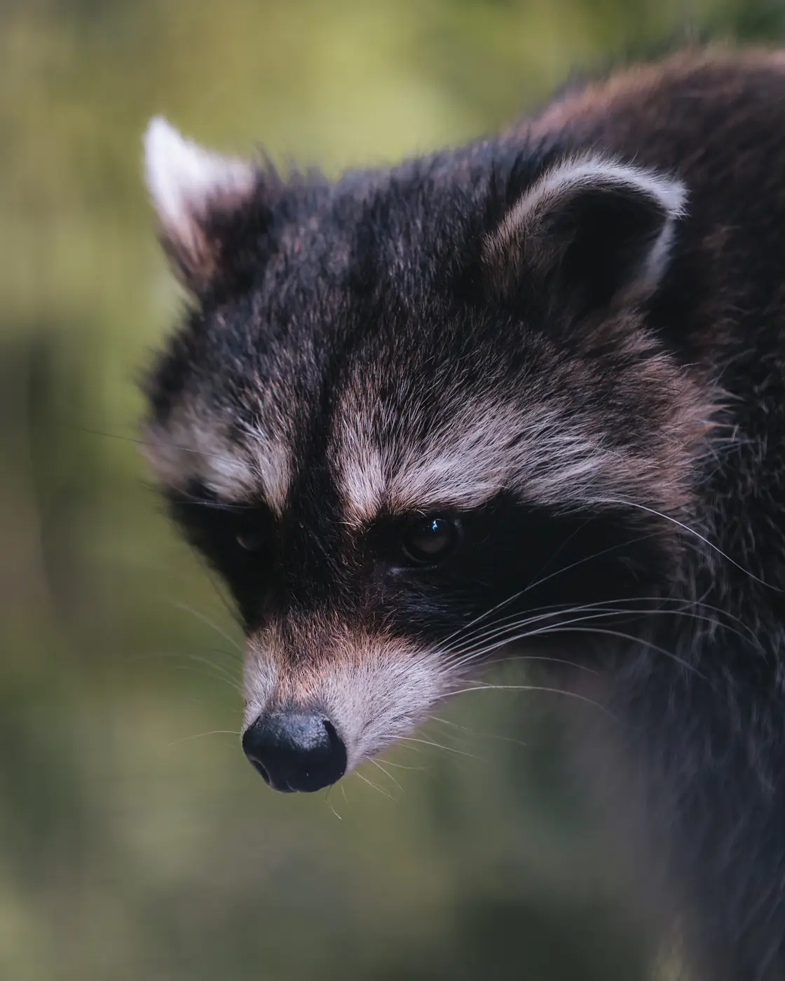 Animalpark 31