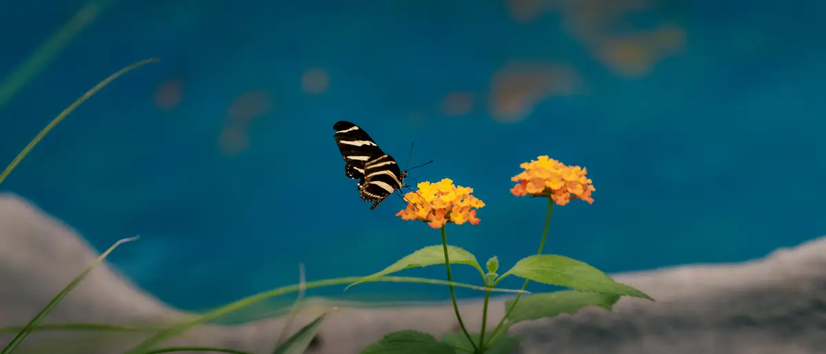 May butterfly 29