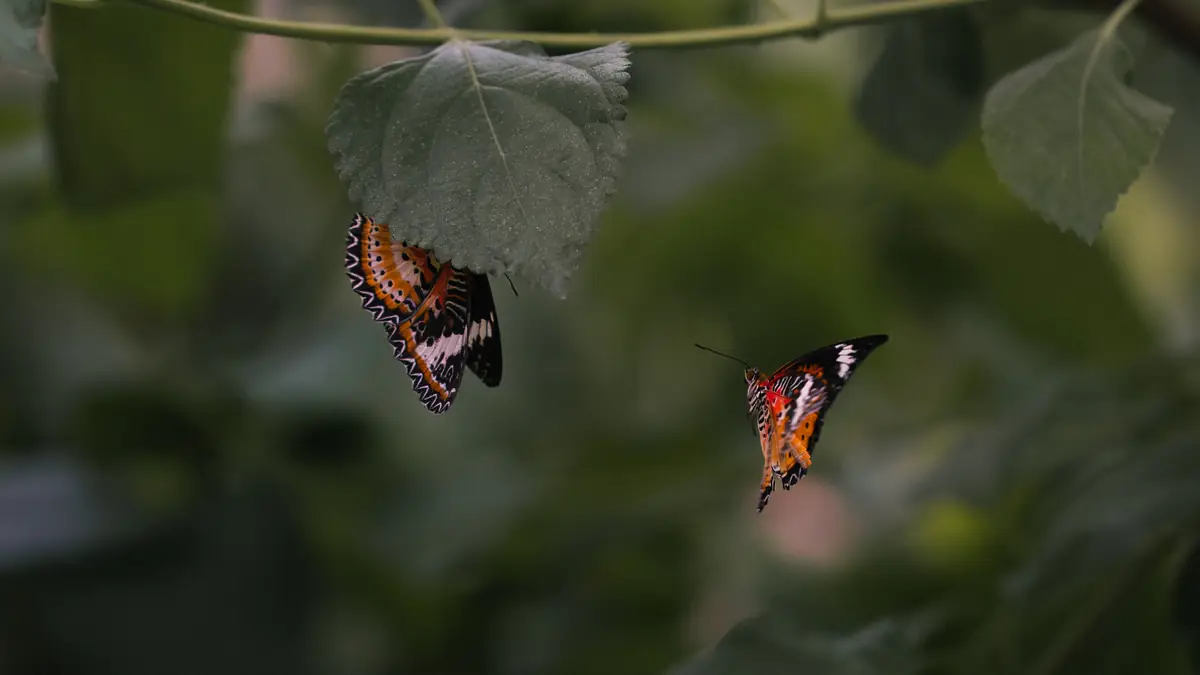 May butterfly 41