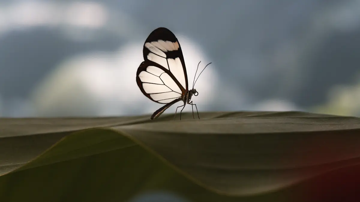 May butterfly 15